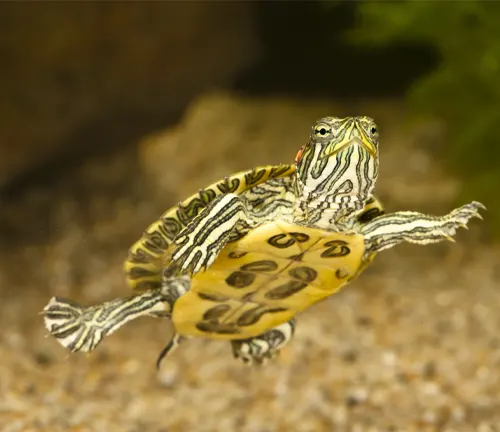 A Red-eared Slider Turtle swimming gracefully in an aquarium.