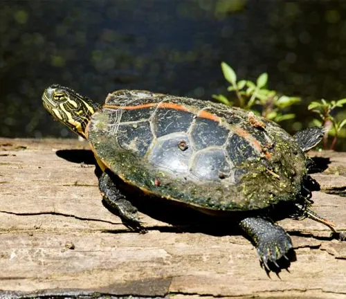 A "Painted Turtle" sitting on a log by the water.