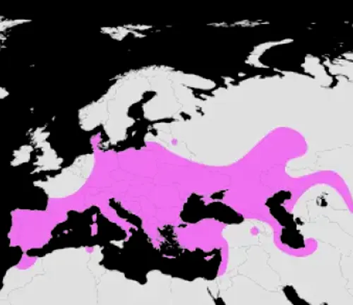 A map of Europe with pink dots in the middle, representing the distribution of the European Pond Turtle.