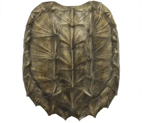 A bronze turtle sculpture with a large shell, known as the "Snapping Turtle" shell.