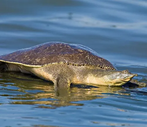 A Softshell Turtle swimming gracefully in the water, with its head raised above the surface.