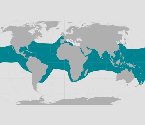 World map with blue ocean, showcasing the majestic "Hawksbill Sea Turtle" swimming gracefully.