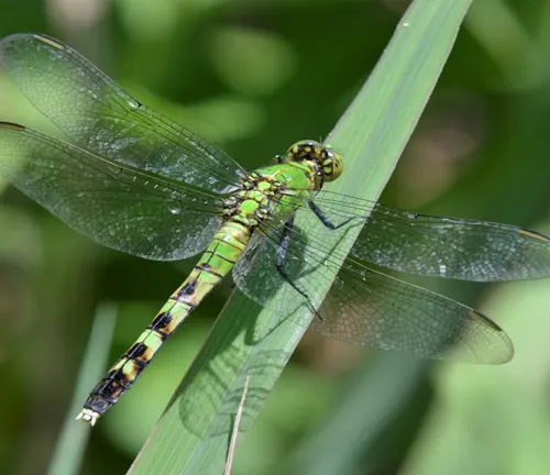 A green "Darners Dragonfly" with black and yellow wings perched on a blade of grass.