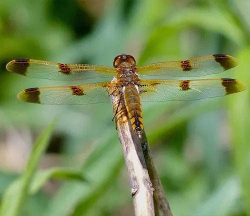 A "Skimmer Dragonfly" perched on a blade of grass near water.