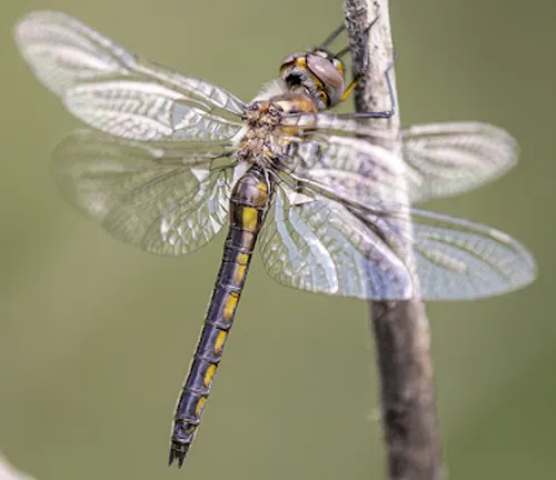 A Baskettail Dragonfly perched on a twig.