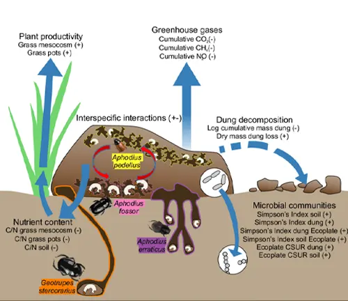 Diagram showing the process of photosynthesis, with labeled steps and key components.