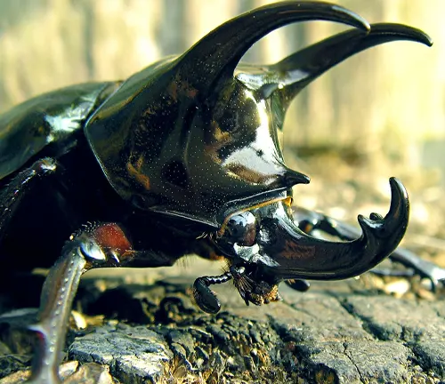 A Rhinoceros Beetle, a large beetle with large horns on its back.