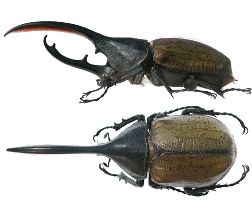 Two large Hercules beetles with long tails on a white background.