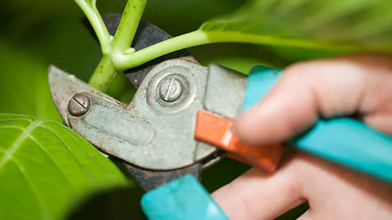 Close-up of a gardener's hand pruning a plant stem with a pair of well-used, teal-handled pruning shears.