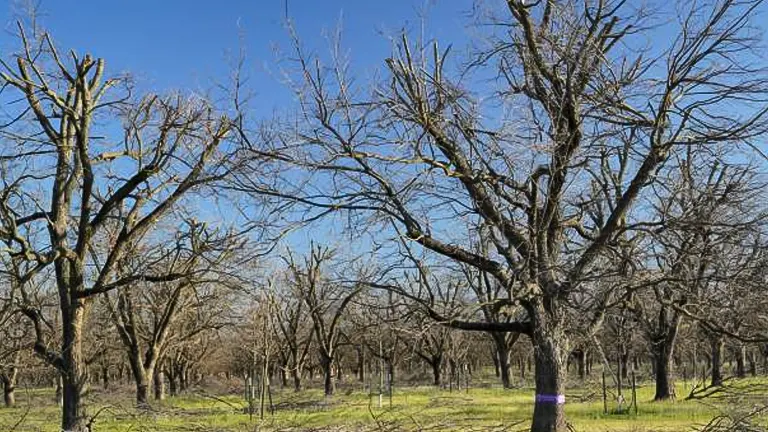 A dormant pecan orchard with bare trees, one marked with a purple band, under a clear blue sky, signaling either a selected tree or a treatment indicator amidst the leafless grove.
