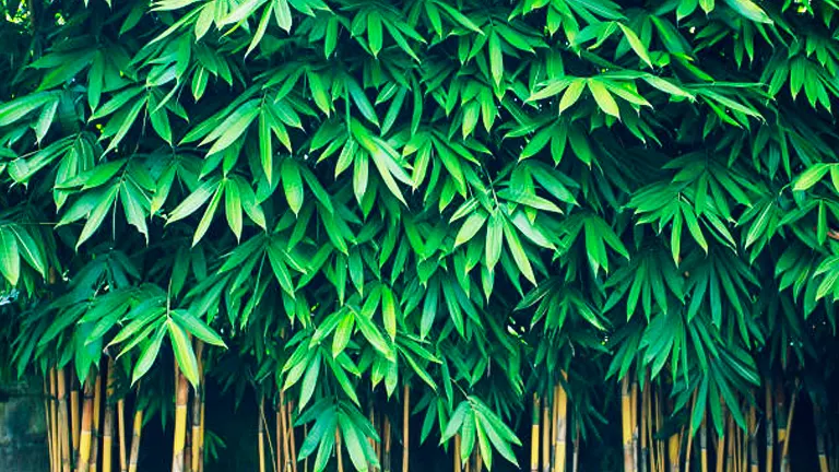 A wall of lush bamboo foliage, with dense, vibrant green leaves on top of golden bamboo stalks.

