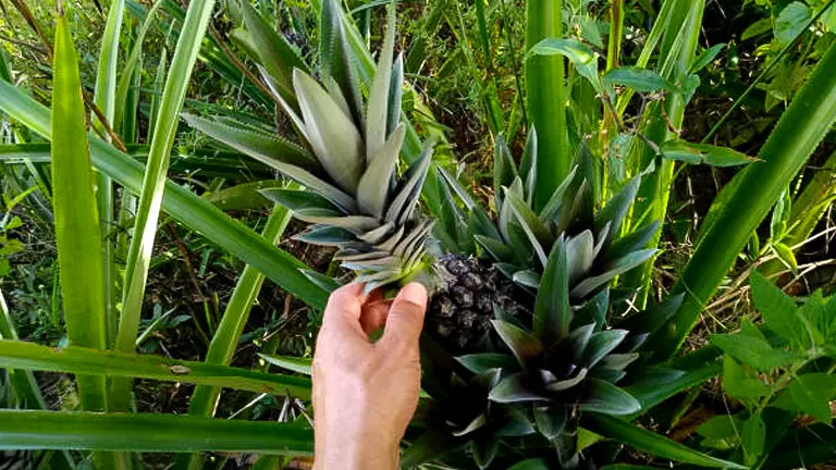 A hand reaches out to touch a young pineapple growing amidst lush green foliage in a verdant garden.