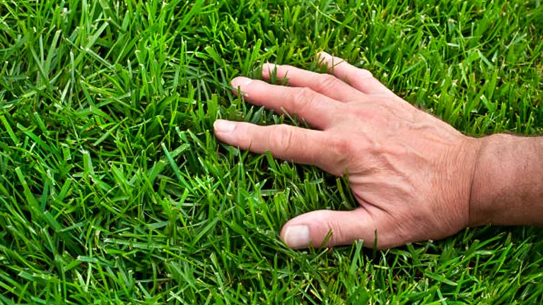 A person's hand gently touching the lush blades of a dense green lawn, checking the texture and health of the grass