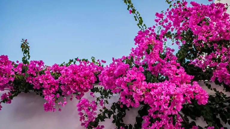 Dense clusters of hot pink bougainvillea blooms cascading over a wall against a clear dusk sky.