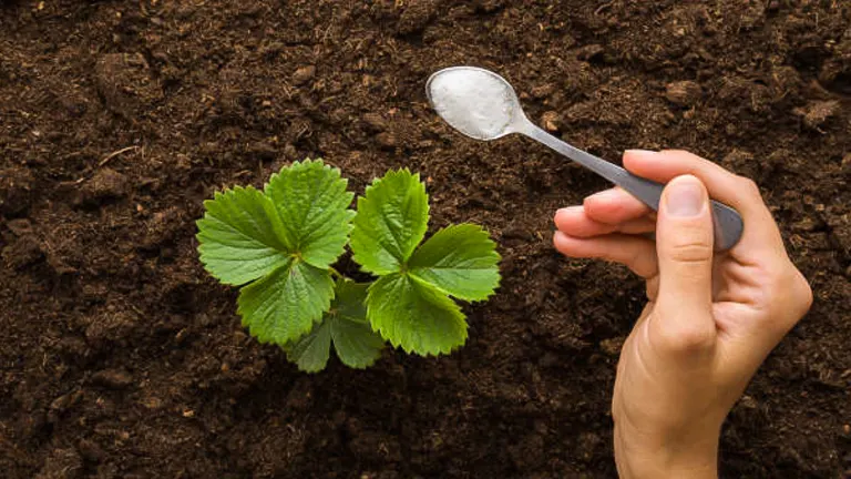 A hand applying granular fertilizer with a spoon to a young strawberry plant in rich, dark soil.