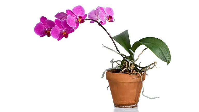 A bright pink Phalaenopsis orchid with a long stem and lush green leaves in a classic terracotta pot, isolated on a white background.