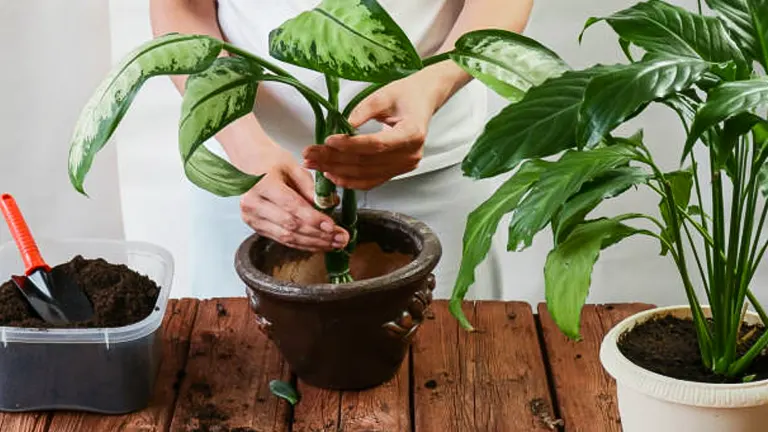 A person is transplanting a Dieffenbachia plant into a larger pot, with potting soil and tools on a wooden table, indicative of indoor gardening.
