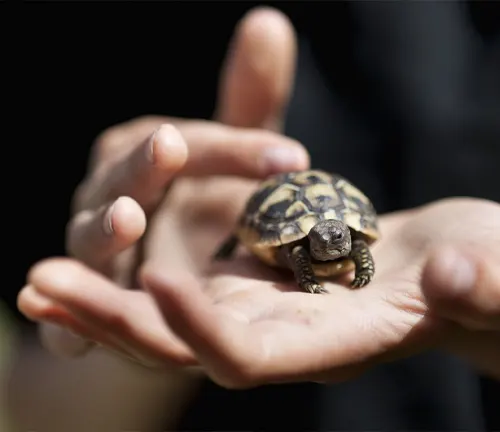 A person gently holds a small Hermann's Tortoise in their hands.
