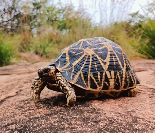 An Indian Star Tortoise with a unique pattern on its shell, showcasing intricate designs and vibrant colors.