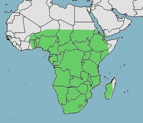 Map of Africa highlighting green areas, home to the African Helmeted Turtle.