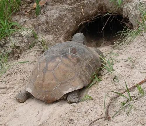 A Gopher Tortoise walking on sandy ground, with a domed shell, short legs, and a wrinkled neck sticking out.
