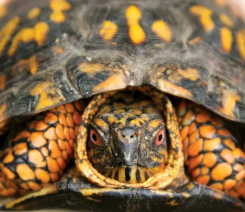 Close up of a "Common Box Turtle" face, showcasing intricate patterns and textures on its shell and skin.