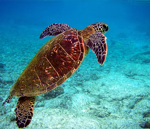 A hawksbill sea turtle gracefully swimming in the ocean.