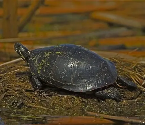 A Painted Turtle sitting on top of a nest.