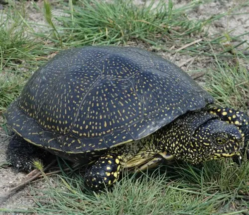 A European Pond Turtle swimming in water, with its head and legs visible.
