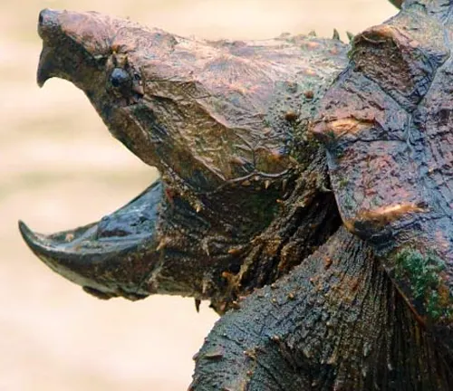 Close up of a "Snapping Turtle" with its mouth open.