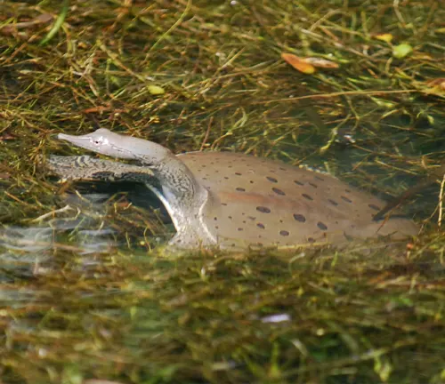 Two softshell turtles swimming gracefully in a pond, their smooth shells glistening under the sunlight.
