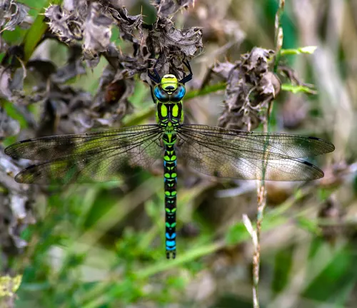 Dragonfly perched on a leaf, with its wings spread out, showcasing its vibrant colors and intricate details.