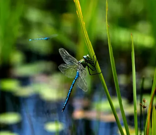 A Skimmer Dragonfly perched on a branch, showcasing its spread wings.