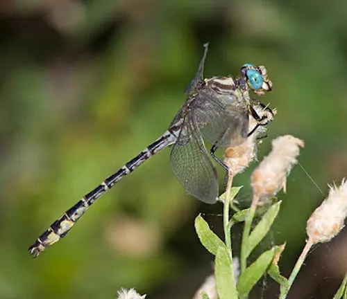 A Clubtail Dragonfly with striking blue eyes perched on a plant.