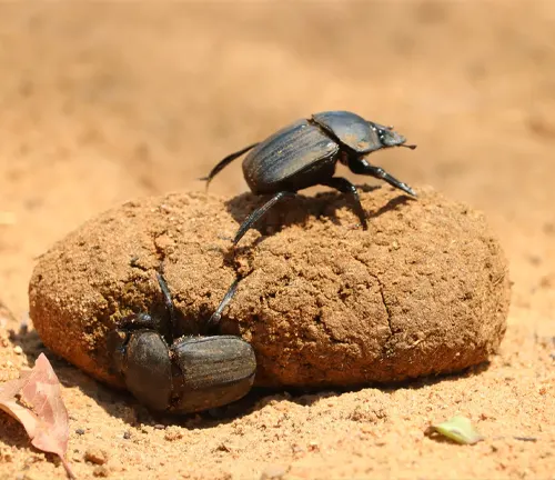 Dung beetles rolling a ball of dung on the ground.