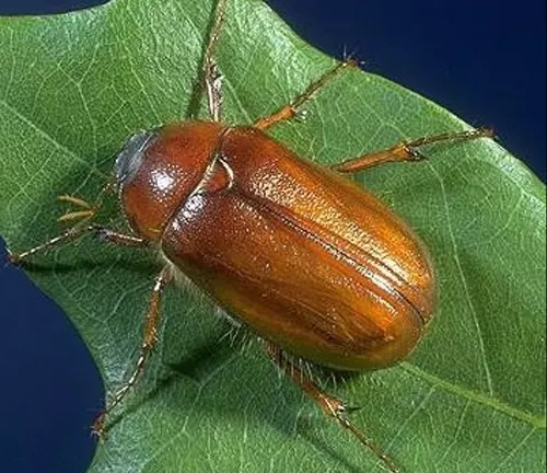 A June Beetle with distinctive brown and black markings on its back.