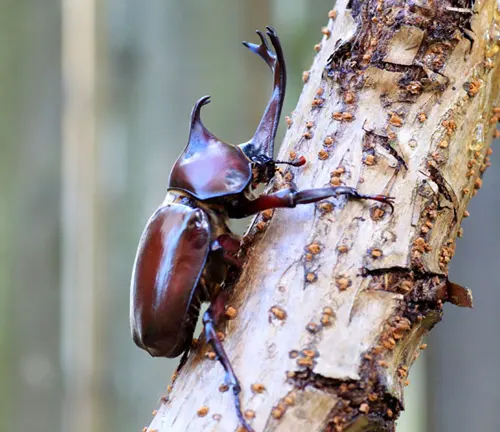 A close-up photo of a large, black rhinoceros beetle with a long horn on its head.