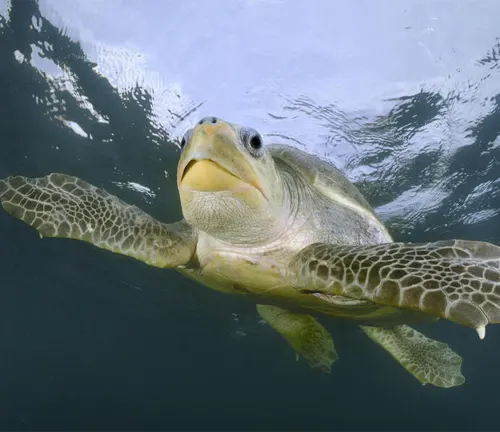 A green Olive Ridley Sea Turtle swimming gracefully in the ocean.