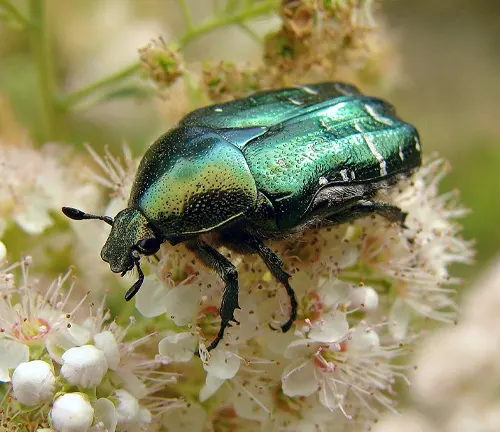 A green Rose Chafer Beetle on a white flower.
