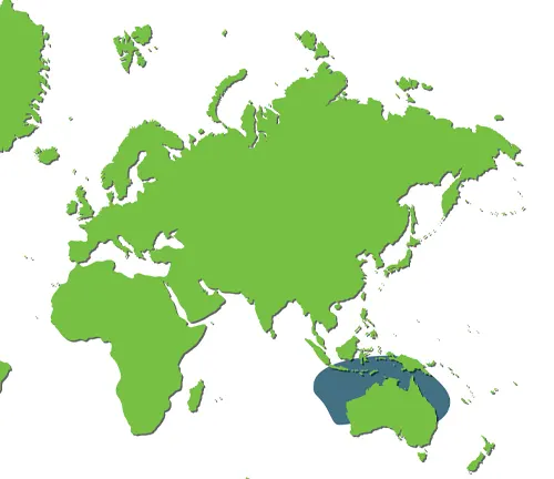 A map of the world with green dots indicating the locations of Flatback Sea Turtle habitats.