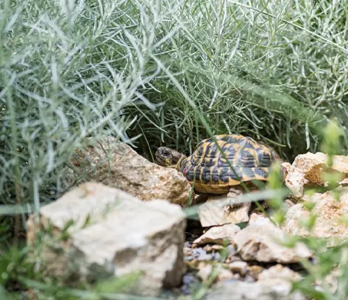 A Hermann's Tortoise sitting in grass near rocks.