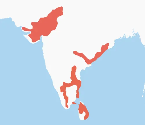 Map of India highlighting red areas where Indian Star Tortoise is found.