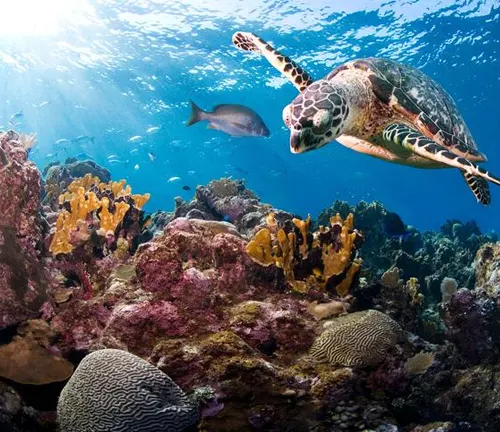 A Green Sea Turtle gracefully swimming over a vibrant coral reef surrounded by colorful fish.