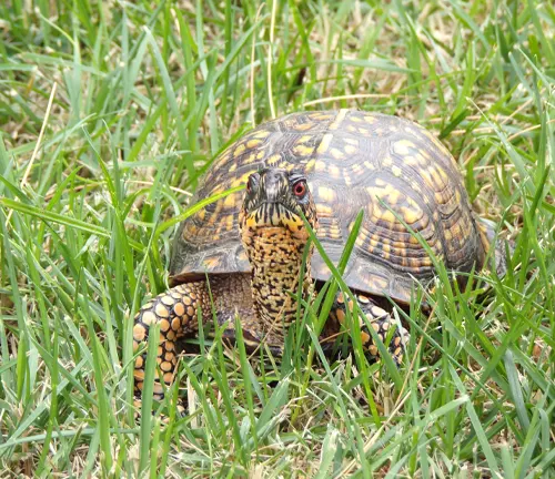 A "Common Box Turtle" sitting in grass.