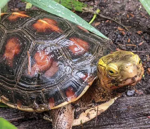 A Chinese Box Turtle with yellow eyes perched on a log.