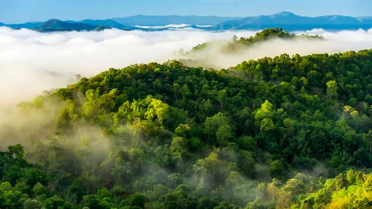 Morning light bathes a verdant rainforest in warmth, with treetops emerging from a sea of soft, white fog against a backdrop of rolling hills.