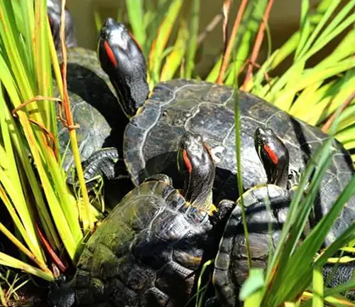 A group of Red-eared Slider Turtles in the grass.
