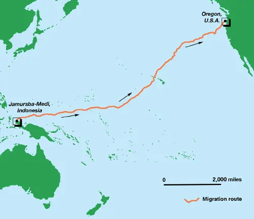 A map displaying the Pacific Ocean route with a "Leatherback Sea Turtle" swimming through the waters.