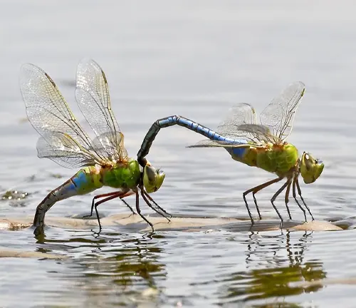 Two Darners Dragonflies standing in water, wings spread.