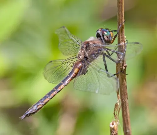 A Baskettail Dragonfly perches on a stem against a lush green background.